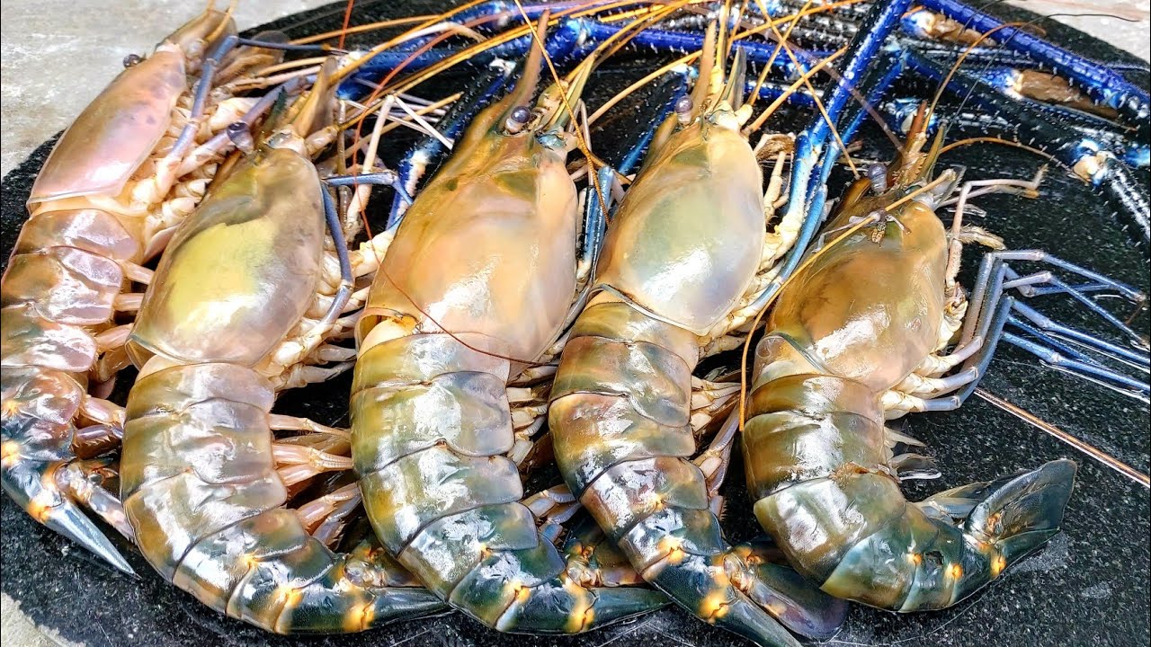 Where to buy jumbo prawns in singapore
