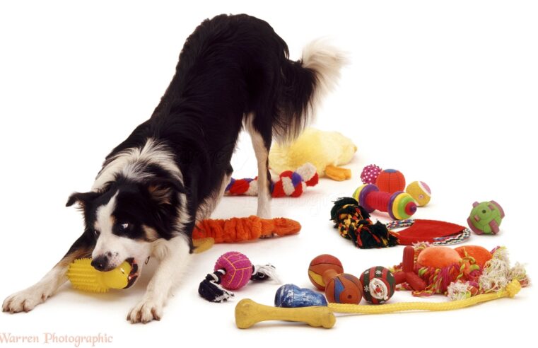 How to buy the best interactive dog toys for the favorite pet?